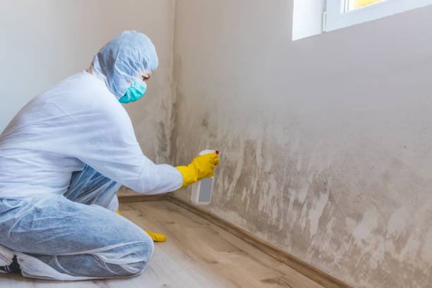 Licensed Mold Inspection service in Woodbridge, NJ - WQB Mold Removal