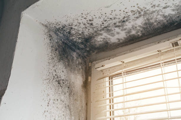 Affordable Mold Inspection solutions in Woodbridge, NJ